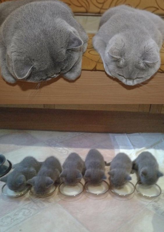 Cute kittens drink milk and beautiful family picture