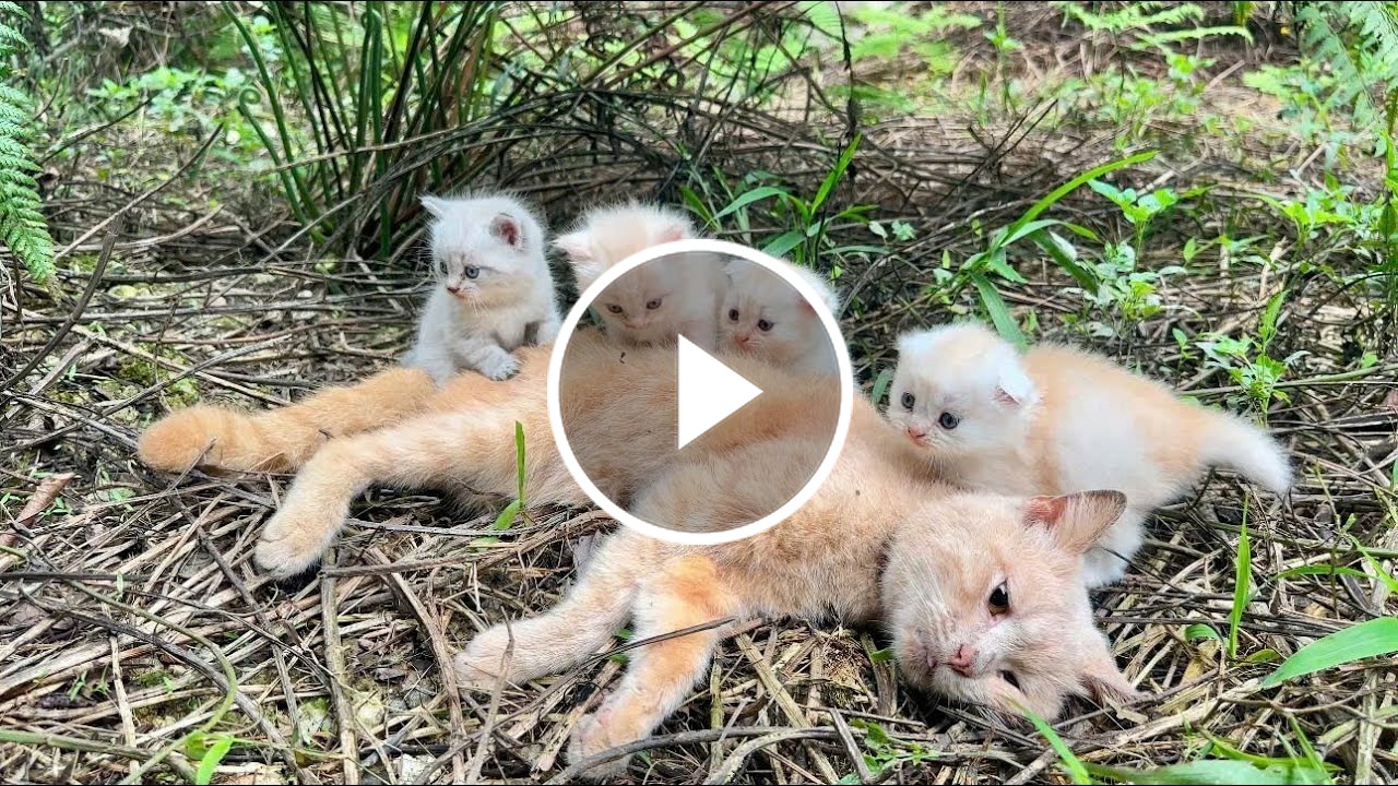 Dramatic Rescue: A Miracle Happened to a Dying Mother Cat and Her Adorable Kittens