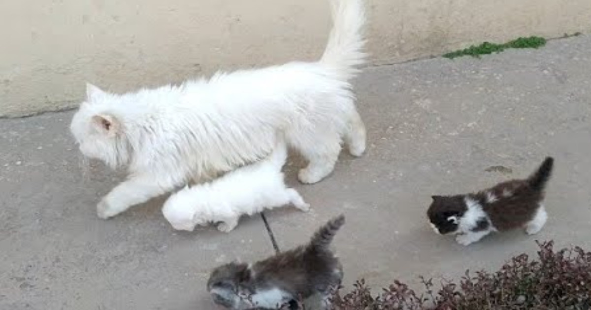 Mother Cat Walking With Her Kittens And Hitting Them To Go Inside | White Cat Protecting Her Kittens